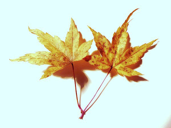Two Maple Leaves Picture Board by Jennifer Henderson