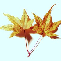Buy canvas prints of Two Maple Leaves by Jennifer Henderson