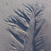 Buy canvas prints of Sand Tree 1 by Jennifer Henderson