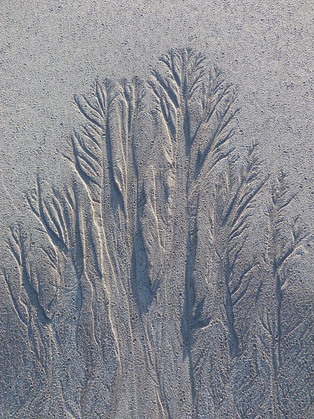Sand Tree Copse Picture Board by Jennifer Henderson