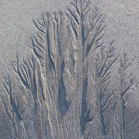 Buy canvas prints of Sand Tree Copse by Jennifer Henderson