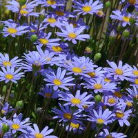 Buy canvas prints of Blue Daisies by Jennifer Henderson