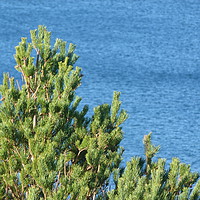 Buy canvas prints of Pine tree by the sea by Jennifer Henderson