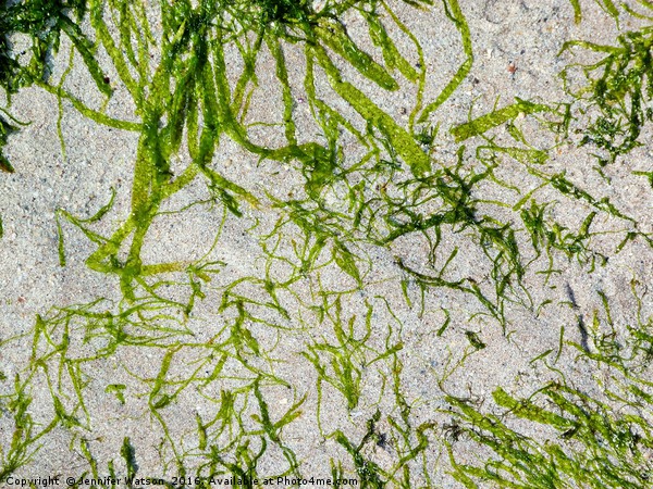 Seaweed Green Picture Board by Jennifer Henderson