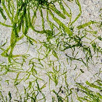 Buy canvas prints of Seaweed Green by Jennifer Henderson