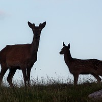 Buy canvas prints of Red deer hind and young by Jennifer Henderson
