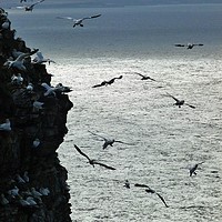 Buy canvas prints of Gannets at Troup Head by Jennifer Henderson