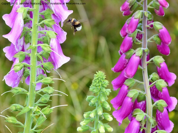 Foxgloves and bee Picture Board by Jennifer Henderson