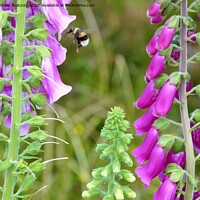 Buy canvas prints of Foxgloves and bee by Jennifer Henderson