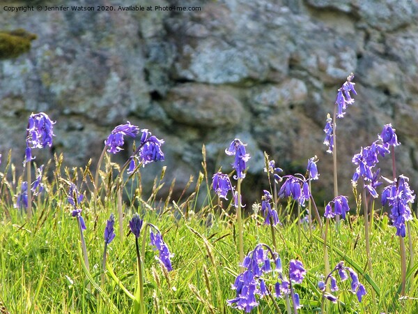 Bluebells at Laide Picture Board by Jennifer Henderson