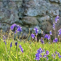 Buy canvas prints of Bluebells at Laide by Jennifer Henderson
