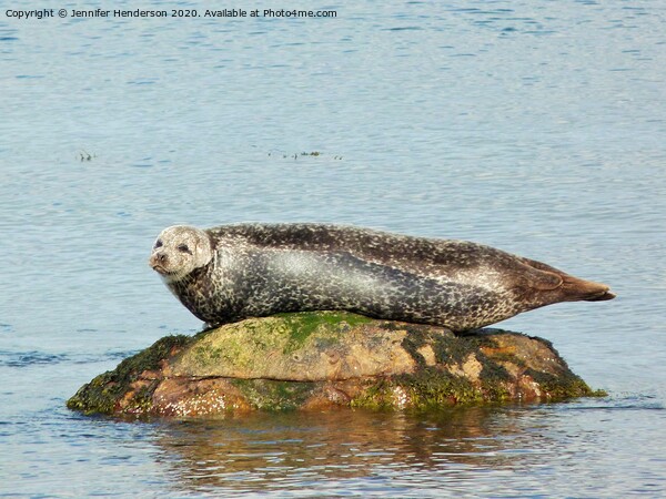 Common Seal basking Picture Board by Jennifer Henderson