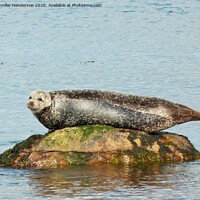 Buy canvas prints of Common Seal basking by Jennifer Henderson
