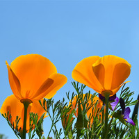 Buy canvas prints of Californian Poppies by Sarah Hawksworth