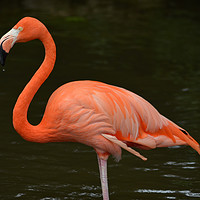 Buy canvas prints of Bright Pink Flamingo by Sarah Hawksworth