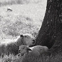 Buy canvas prints of Lamb and Mother by Sarah Hawksworth