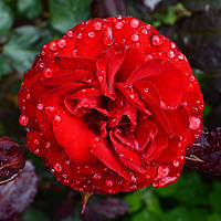 Buy canvas prints of Red Rose wet from April Shower by Sarah Hawksworth