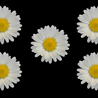Buy canvas prints of Five Daisies by Sarah Hawksworth