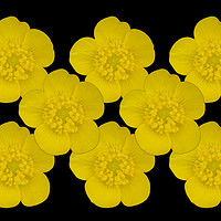 Buy canvas prints of Buttercups by Sarah Hawksworth