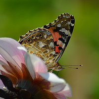 Buy canvas prints of Butterfly on flower by Sarah Hawksworth