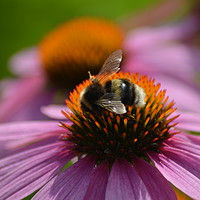 Buy canvas prints of Bee on PInk Flower by Sarah Hawksworth
