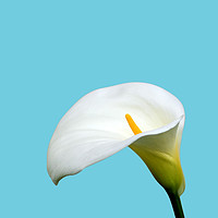 Buy canvas prints of White Lilly by Sarah Hawksworth