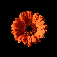 Buy canvas prints of Orange Gerber Daisy on Black Background by Sarah Hawksworth