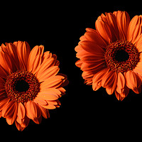 Buy canvas prints of Two Orange Gerber Daisies on Black Backgrounds by Sarah Hawksworth