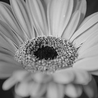 Buy canvas prints of Black and White macro photograph of a Gerber Daisy by Sarah Hawksworth