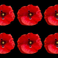 Buy canvas prints of Six Red Poppies on Black Background by Sarah Hawksworth