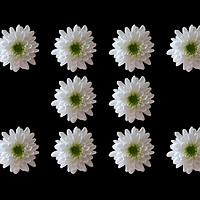 Buy canvas prints of 10 White Flower on Black Background by Sarah Hawksworth