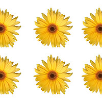 Buy canvas prints of 6 Yellow Daisies / flowers by Sarah Hawksworth