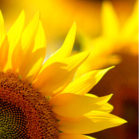 Buy canvas prints of Sun Flower by Sarah Hawksworth