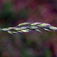 Buy canvas prints of Grass Seeds by Sarah Hawksworth