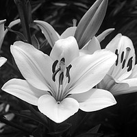 Buy canvas prints of Black and White Lilly by Sarah Hawksworth