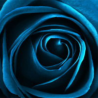 Buy canvas prints of blue rose by clayton jordan