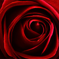Buy canvas prints of red rose by clayton jordan