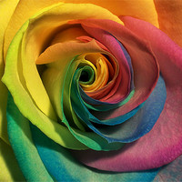 Buy canvas prints of coloured rose by clayton jordan