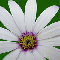 Buy canvas prints of flower power by clayton jordan