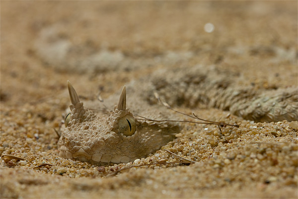 The Saharan Horned Viper Picture Board by Olgast 