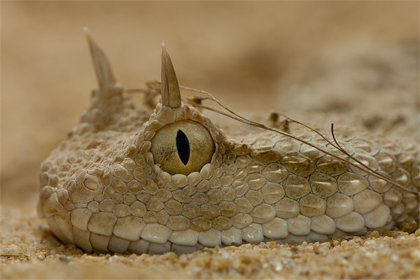 The Saharan Horned Viper Picture Board by Olgast 