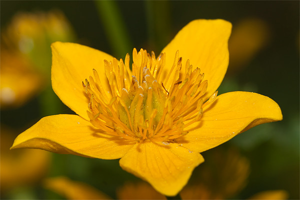 The Marsh Marigold Picture Board by Olgast 