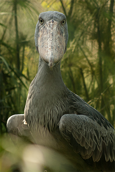 The Shoebill Picture Board by Olgast 