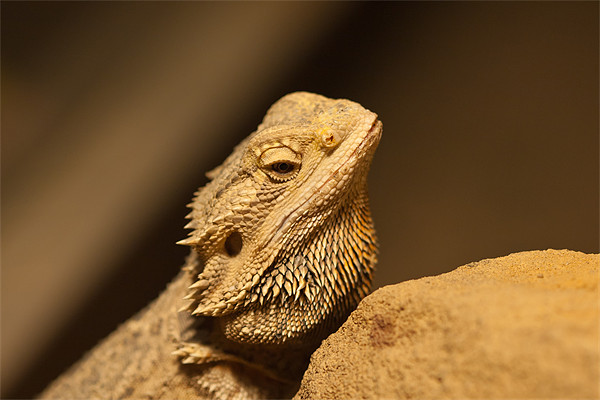 The Central Bearded Dragon Picture Board by Olgast 