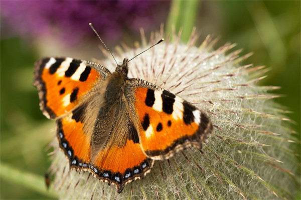 The Small Tortoiseshell Picture Board by Olgast 