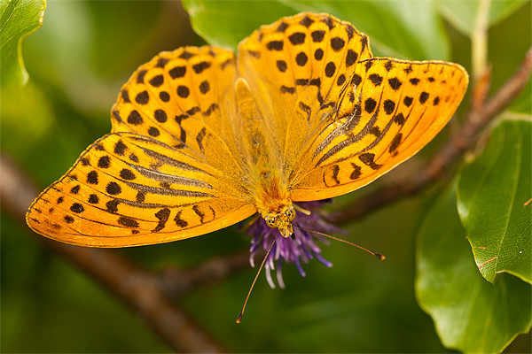 The Silver-washed Fritillary Picture Board by Olgast 