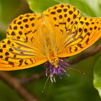 Buy canvas prints of The Silver-washed Fritillary by Olgast 
