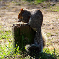 Buy canvas prints of Hungry Squirrel by Ian Purdy