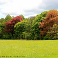 Buy canvas prints of Trees in colour by Ian Purdy