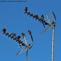 Buy canvas prints of starlings on tv aerials by Ian Purdy